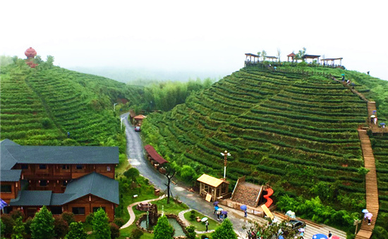 三明市精心打造生态休闲观光茶园培育茶旅产业新业态_国家旅游地理网_探索自然 传播人文 愉悦身心